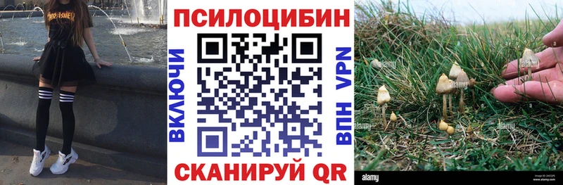 что такое   Большой Камень  Псилоцибиновые грибы Cubensis 